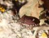 Holcostethus sphacelatus